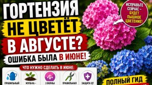 Почему гортензия не цветёт? Весь уход за июнь в одном видео