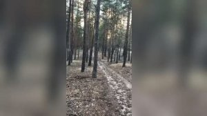 карликовый лес