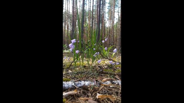 колокольчики