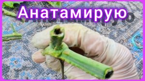 Болезни томатов 🍅ЭТО НЕКРОЗ 😩
