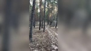 август в лесу