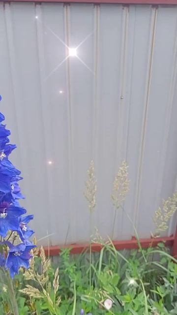 Сад и Цветник