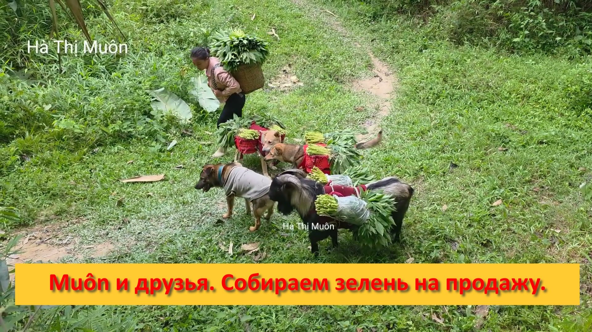 Muôn и друзья из Вьетнама. Собираем зелень на продажу.