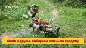 Muôn и друзья из Вьетнама. Собираем зелень на продажу.