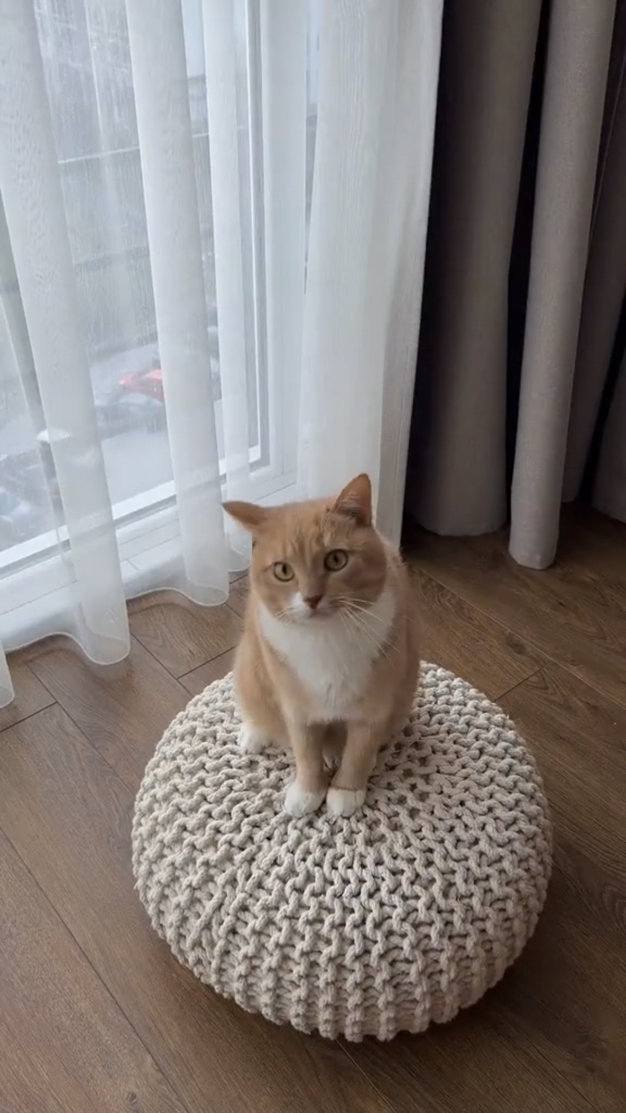Какие бывают котоигрушки ...👇