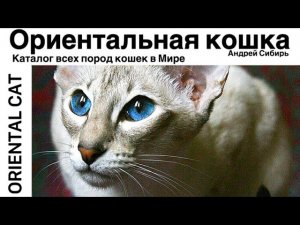 ОРИЕНТАЛЬНАЯ КОШКА. ВСЕ ПОРОДЫ КОШЕК МИРА. ORIENTAL CAT.
