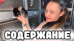 САМОЕ Идеальное Содержание Шиншилл