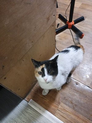 котики