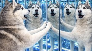 ХАСКИ ПОТЕРЯЛСЯ В ЗЕРКАЛЬНОМ ЛАБИРИНТЕ!! | КТО ПЕРВЫЙ ПРОЙДЕТ ЗЕРКАЛЬНЫЙ ЛАБИРИНТ??