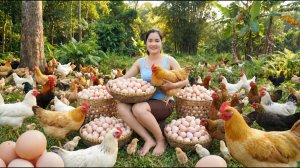 Сбор органических куриных яиц для продажи на местном рынке.