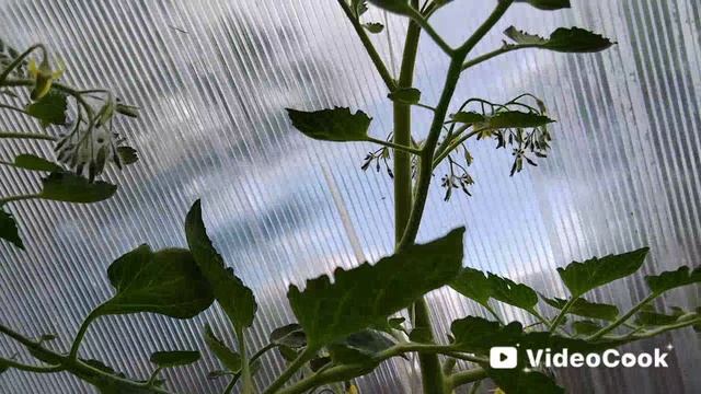 Немного цветочной красоты и томатная теплица.