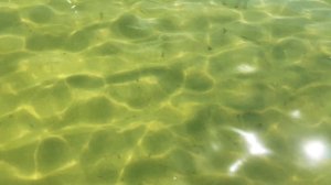 В Калининграде +35, вода в Балтийском море — +23. Отдых удался