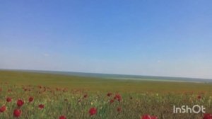 Тюльпаны