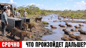 Аргентина выпустила ягуаров в болото, полное капибар — спустя годы результат был невероятным
