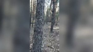 бабочка на цветке