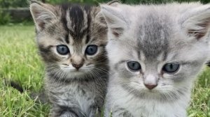 28-06-2026 Котята.