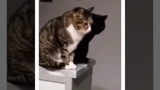 Кошачья 3Д тень