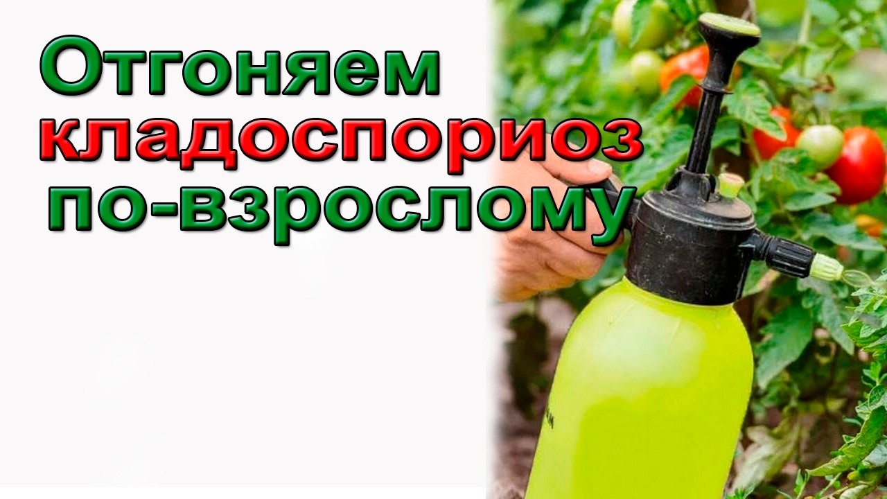 Отгоняем кладоспориоз томатов по взрослому смотреть онлайн