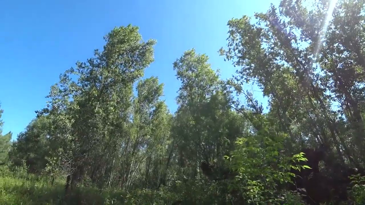 Летний лес: шум ветра, шелест листьев, кузнечики, птицы. Tascam DR-05X Field Recording.
