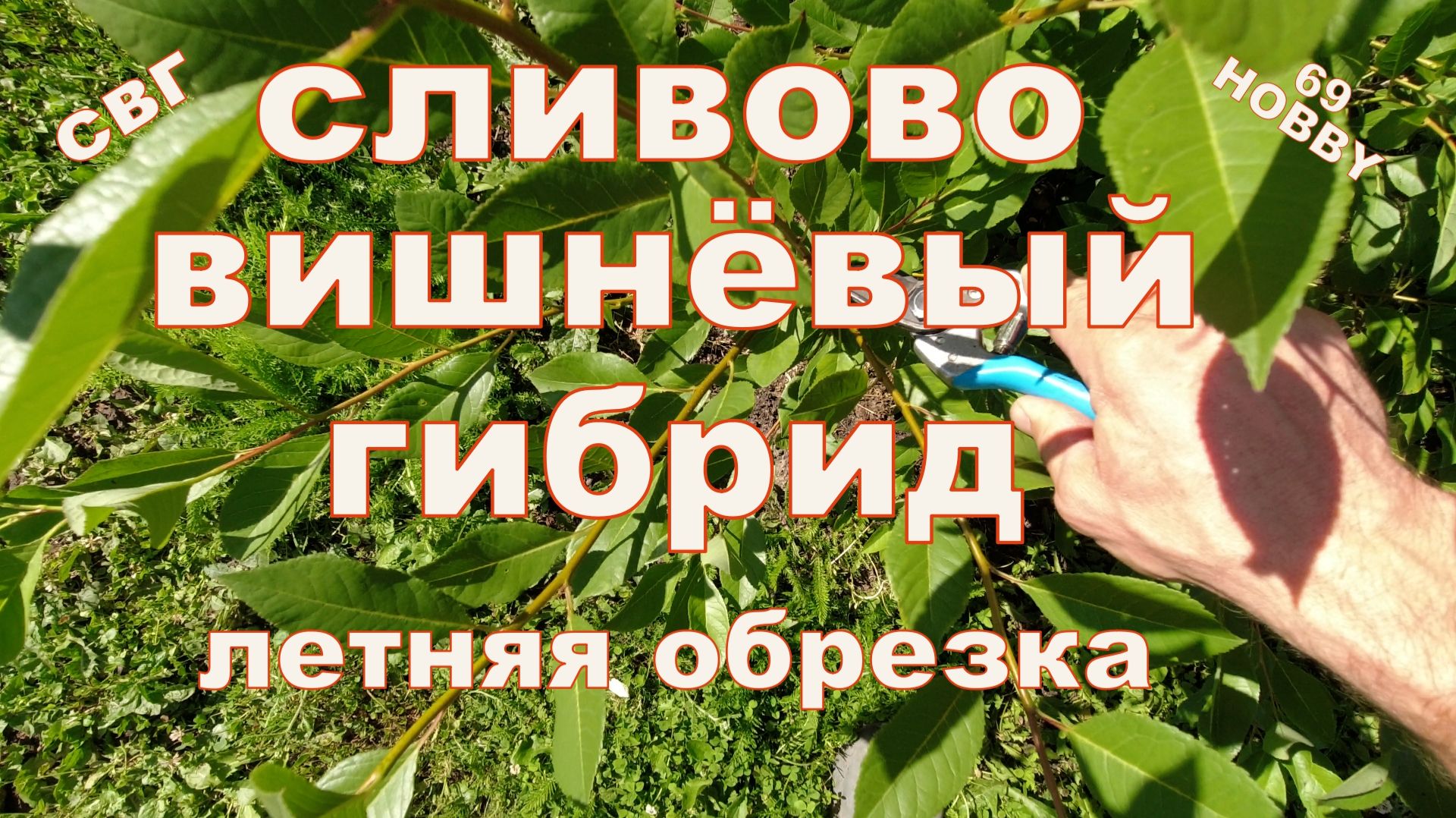 Сливово-вишнёвый гибрид (СВГ) летняя обрезка!
