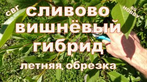 Сливово-вишнёвый гибрид (СВГ) летняя обрезка!