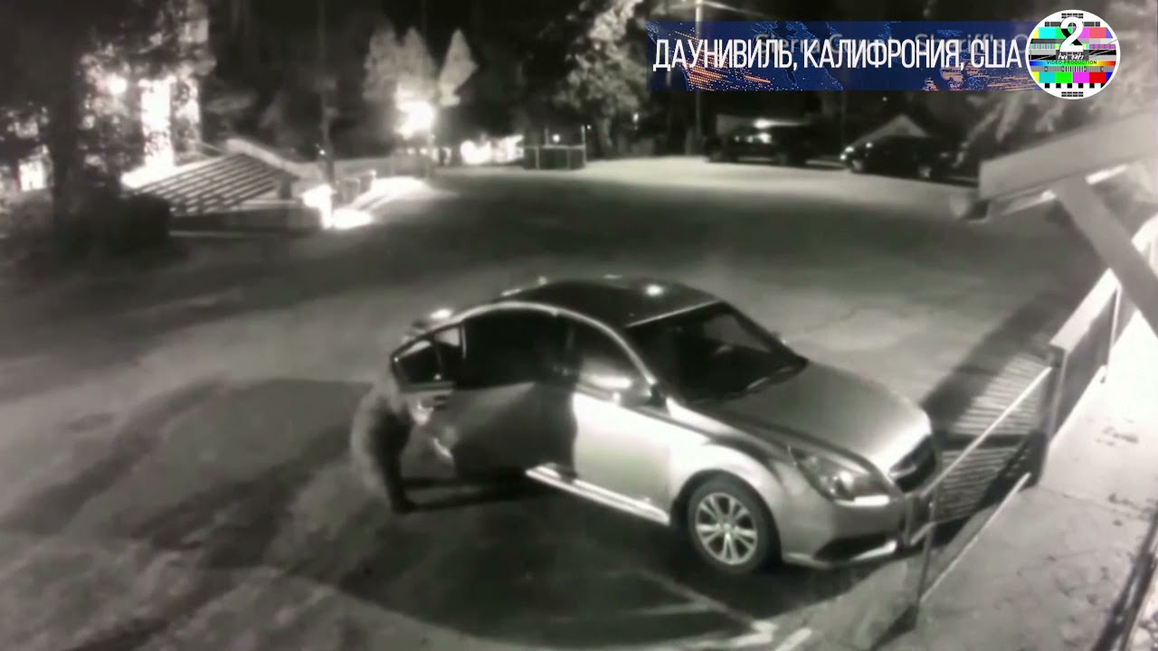 Медведь забрался в автомобиль в Калифорнии смотреть онлайн
