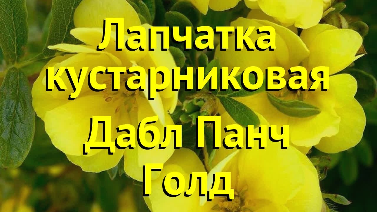 Лапчатка кустарниковая Дабл Панч Голд. Краткий обзор Potentilla Fruticosa Double Punch Gold