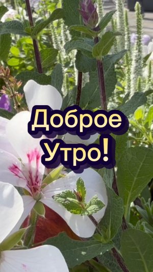 Доброе утро! Песня с добрым утром