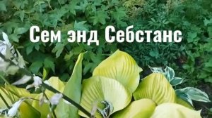 Какие они красивые!