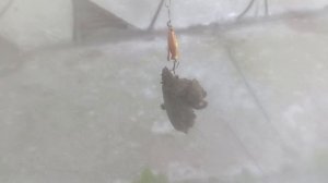 рыбалка на финском заливе 🎣 🐟