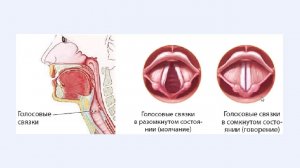 7 Устройство гортани. Курс по вокалу