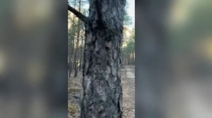 вдох леса