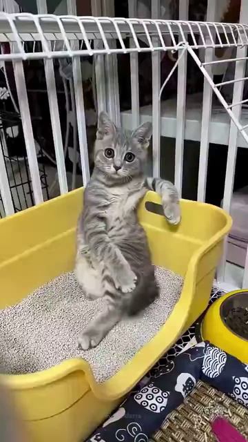 Кошачий хаос