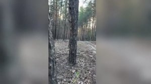 зеленый коридор