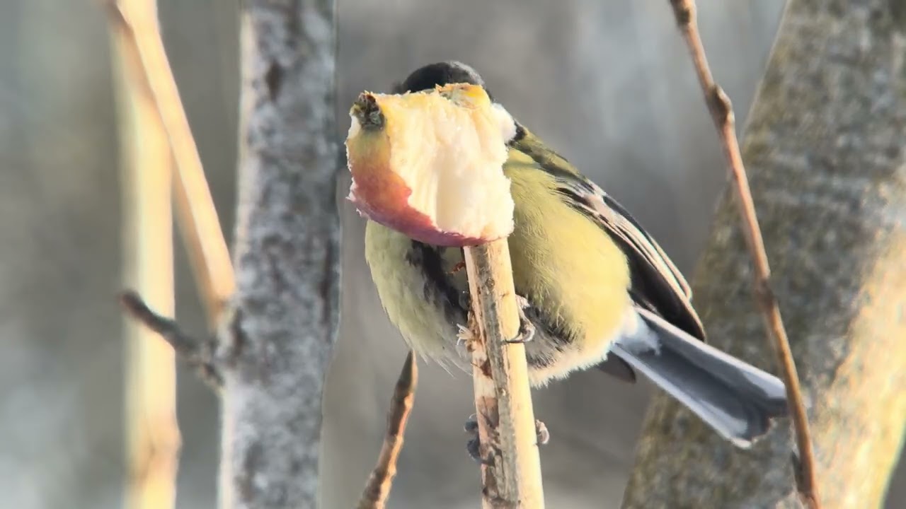 4K Птицы России. Бёрдвотчинг. Birdwatching. Дигископинг. Digiscoping. смотреть онлайн