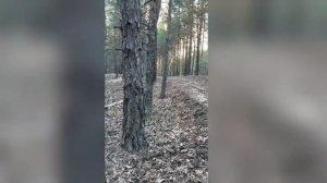 качаются ветки