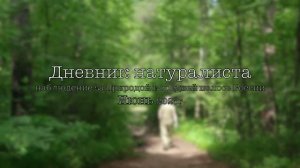 Дневник натуралиста: наблюдение за  природой в средней полосе России, Июнь 2026г