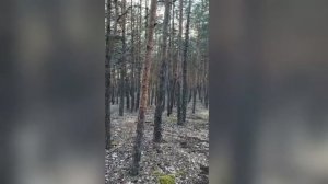 5 минут в лесу