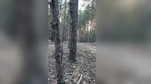 зайчик на стволе