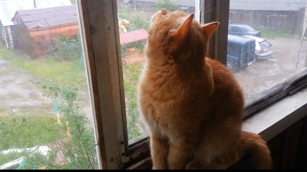 Кот дождя смотреть онлайн