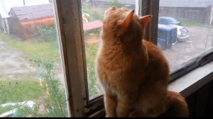 Кот дождя