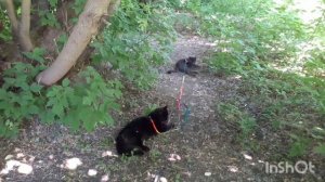 Отдыхают котики.
