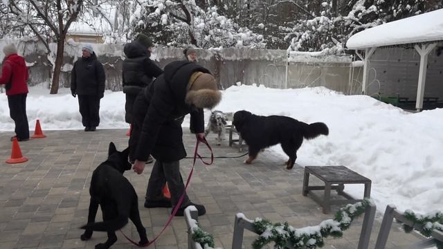 Не слышу, не вижу, не хочу - недрессируемые собаки