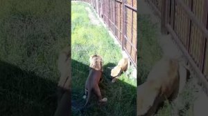 У Шерхана и Киары идёт притирка. Минский зоопарк