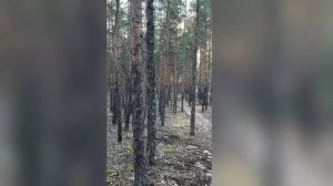 дрозд поет