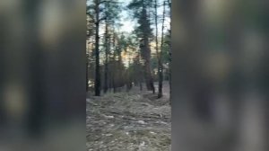 вместе в лесу