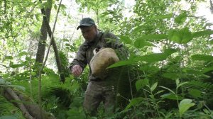🍄 УШЁЛ В ЛЕС И НАШЁЛ ЭТО! 5 видов съедобных грибов