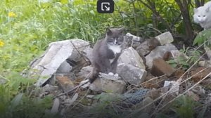 Кошачья любовь. Часть 3