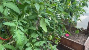 🏡 Сибирь. Томаты на 28 июня и мне они не нравятся (( Томаты, огурцы, кабачки.
