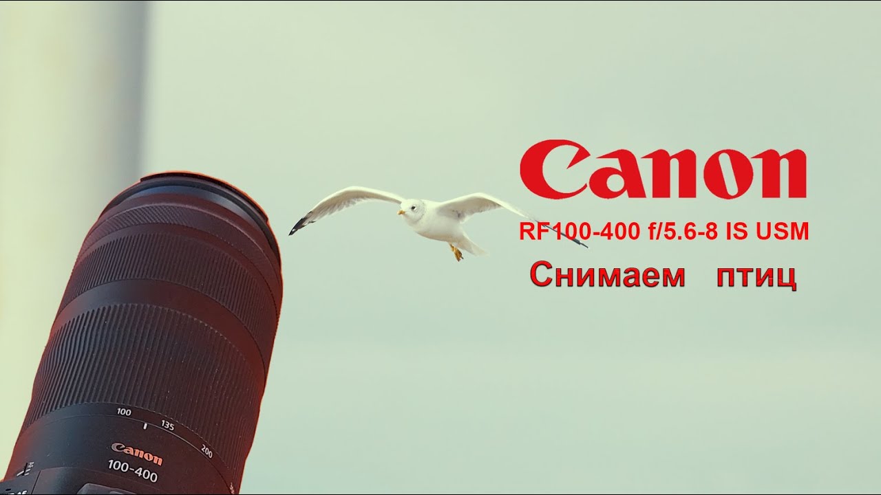 Canon RF 100-400 f/5.6-8 IS USM - снимаем птичек (часть 2) смотреть онлайн